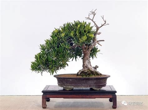 羅漢松種植風水|羅漢松：珍稀樹種的奧秘與養護撇步 – 植物盆栽綠寶典